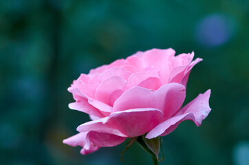 Photo of pink blooming rose