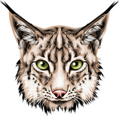 Vector portrait of wild cat. Eurasian Lynx  vector art