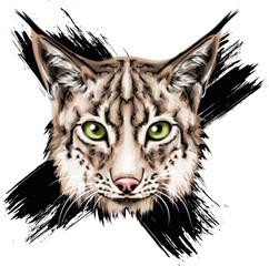 Vector portrait of wild cat. Eurasian Lynx  vector art