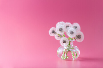Dandelion bouquet on pink background, free space