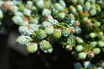 Korean Fir Kohouts Ice Breaker