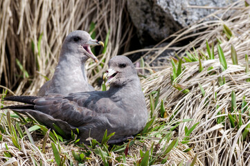 Dark-morphed Northern Fulmar (Fulmarus glacialis) at Chowiet Island, Semidi Islands, Alaska, USA