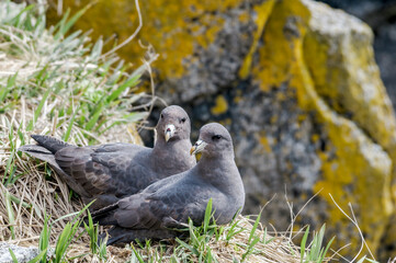 Dark-morphed Northern Fulmar (Fulmarus glacialis) at Chowiet Island, Semidi Islands, Alaska, USA