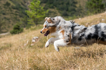 blue merle Australian shepherd puppy dog runs on the meadow of the Praglia in Liguria in Italy
