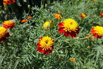 Flowering red and yellow Tagetes patula in July