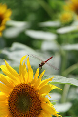 ひまわりとトンボ・布引風の高原（福島県・郡山市） © tk2001
