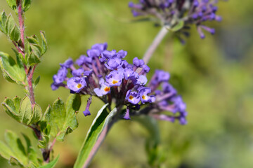 Summer lilac Nanho Blue
