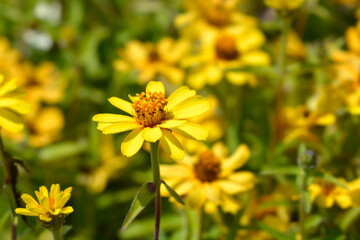 Common zinnia