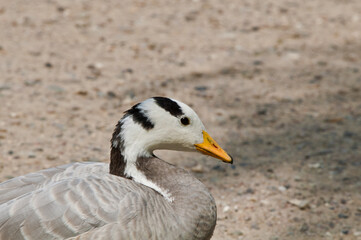 Feral Bar-headed Goose (Anser indicus) in park, Keil, Schleswig-Holstein, Germany