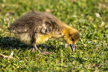 Beautiful yellow fluffy greylag goose baby gosling in spring, Anser anser