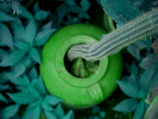 cactus plant growing from ancient china soil pot on blur background