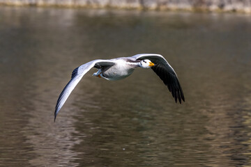 The bar-headed goose, Anser indicus flying over a lake in English Garden in Munich