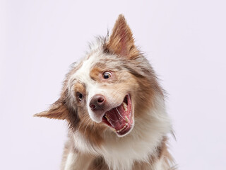 the dog shakes off. Happy Border Collie with funny muzzle. Pet on bright background