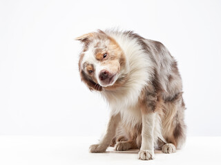 Obraz premium the dog shakes off. Happy Border Collie with funny muzzle. Pet on bright background