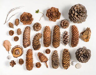 Woodland elements texture on white background 