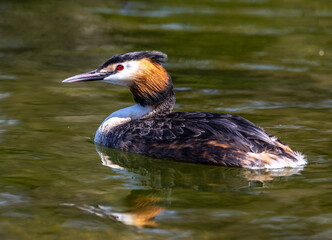 Great Crested Grebe, Podiceps cristatus with beautiful orange colors, a water bird with red eyes.