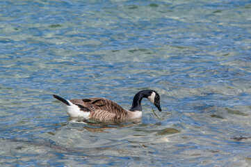 Molting Canada Goose (Branta canadensis) on the shore of the Baltic Sea, Laboe, Schleswig-Holstein, Germany