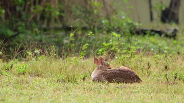 Indian Hog Deer, Hyelaphus porcinus, Thailand; resting on the ground while grooming itself on its right side then faces to the left of the frame during a lovely morning after the rain.