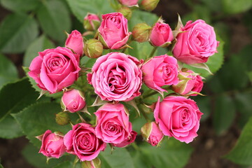Rose branch with blossoming pink buds 