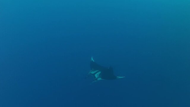 MAnta Ray Swimming In Open Ocean In Socorro Island Mexico Filmed From Above