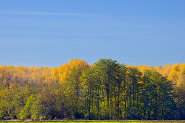 Fototapeta premium Разноцветный наряд