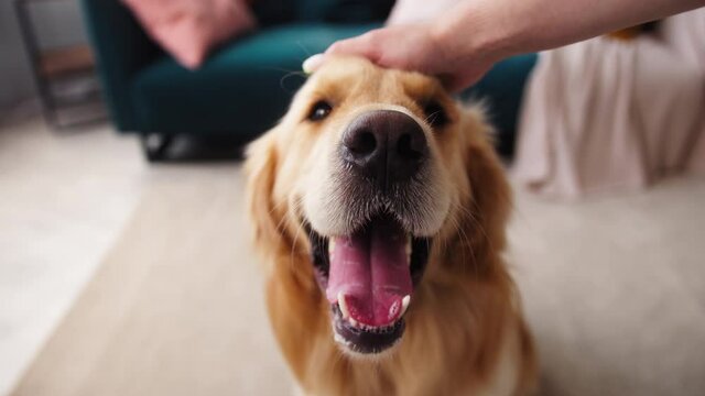 Close-up of golden retriever dog sitting on floor in living room. Male owner petting his golden retriever. Man stroking the dog's head with his hand. Happy animal friends, puppy relaxing at home, 