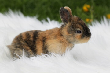 portrait of little brown rabbit on white background, cute bunny