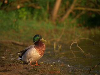 Mallard duck stands by the water edge