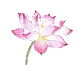 Lotus flower. Watercolor hand painting Illustration, isolated white background