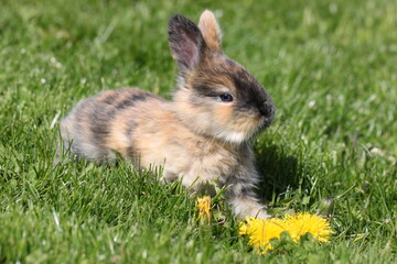 Fototapeta premium little brown rabbit sitting on green grass with yellow flowers, cute bunny