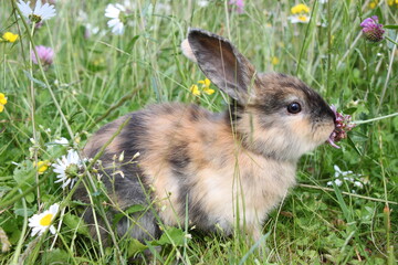 little brown rabbit sitting on green grass with yellow flowers, cute bunny
