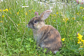 little brown rabbit sitting on green grass with flowers, cute bunny