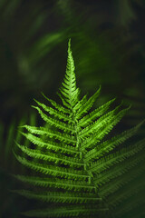 Zielone liście paproci w świetle ciemnego, parku. Naturalny wzór tekstury, tła. Może służyć jako obraz, tapeta.