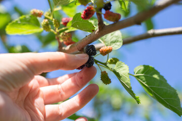 Ripening berries in the garden. A woman's hand picks a juicy ripe mulberry berry