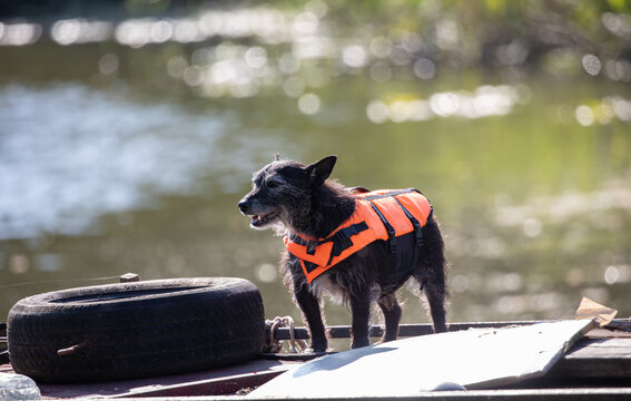 Trained search and rescue dog with a protective vest by the river