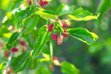Fresh mulberries on the tree, red unripe mulberries on the branch. Delicious fruits in the garden