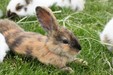 little brown rabbit sitting on green grass with yellow flowers, cute bunny