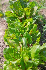 A bed with beets. A tasty healthy plant grows with a burgundy tuber. Agriculture and horticulture