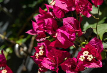 Close-up beautiful red pink Bougainvillea flowers in City park Krasnodar. Galitsky Park in sunny spring 2021. Bougainvillea flowers as wallpaper texture pattern background. Selective close-up focus