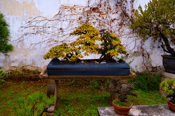 Bonsai tree in Suzhou park with white wall on background