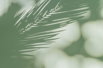 Palm leaf on a green surface with shadow. Stylish background for presentation.