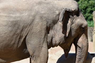 Fototapeta premium Elefant