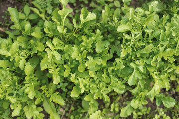 Obraz premium arugula salad grows in the garden