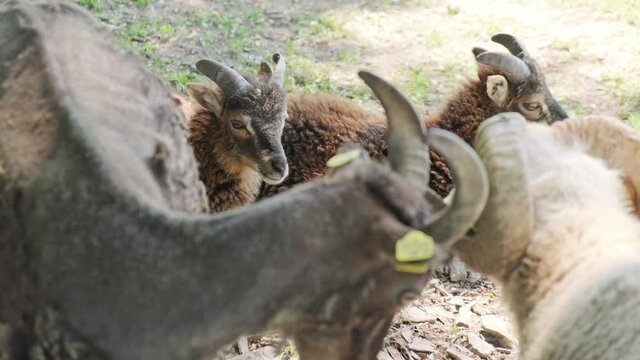 Goats, farm animals on sunny day. Farm animals family friendly animal park.