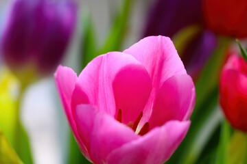 A bouquet of fresh fragrant blooming tulips. Congratulations on a holiday or birthday.