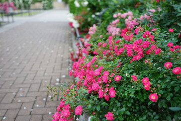 ピンク色のバラと散策路