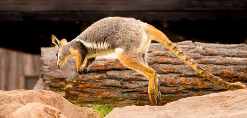 A jumping yellow-footed rock-wallabywallaby