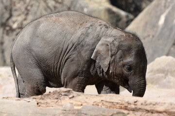 Fototapeta premium Nahaufnahme von Elefanten, Details