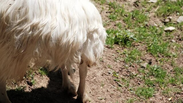 Goats, farm animals on sunny day. Farm animals family friendly animal park.