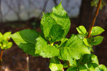 Blooming young green bush in the garden.